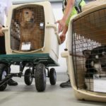 Правила перевозки животных в салоне самолетов авиакомпании S7 Airlines